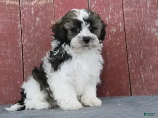 Shihpoo dogs Mitch - Ad 42