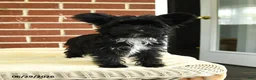 Yorkshire Terrier dogs for sale: Stella - Ad 3