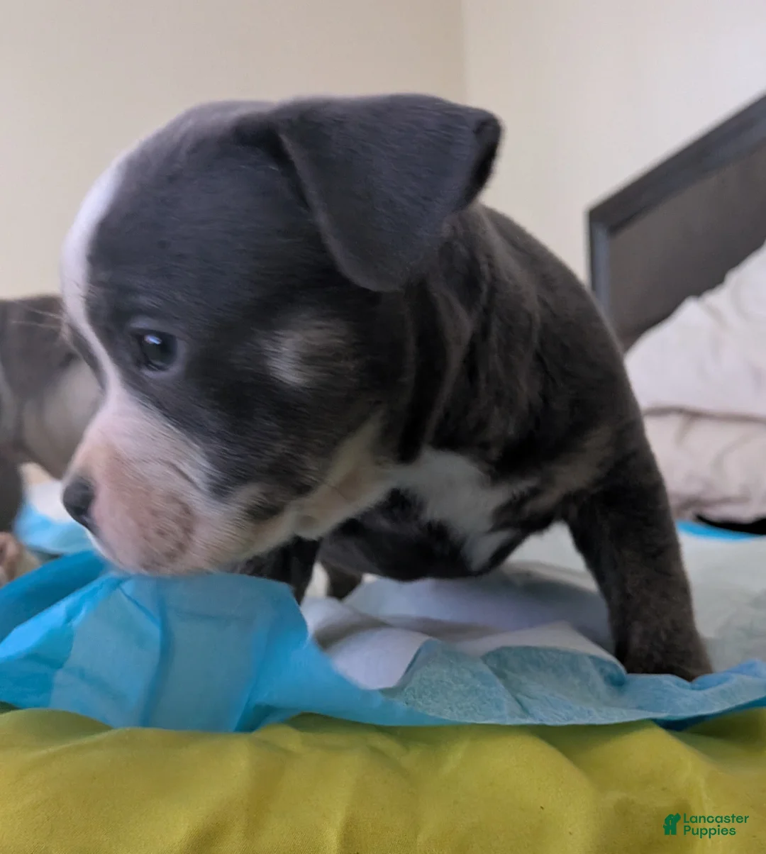 American Bully dogs for sale: American Bully Puppy 6 - Ad 12