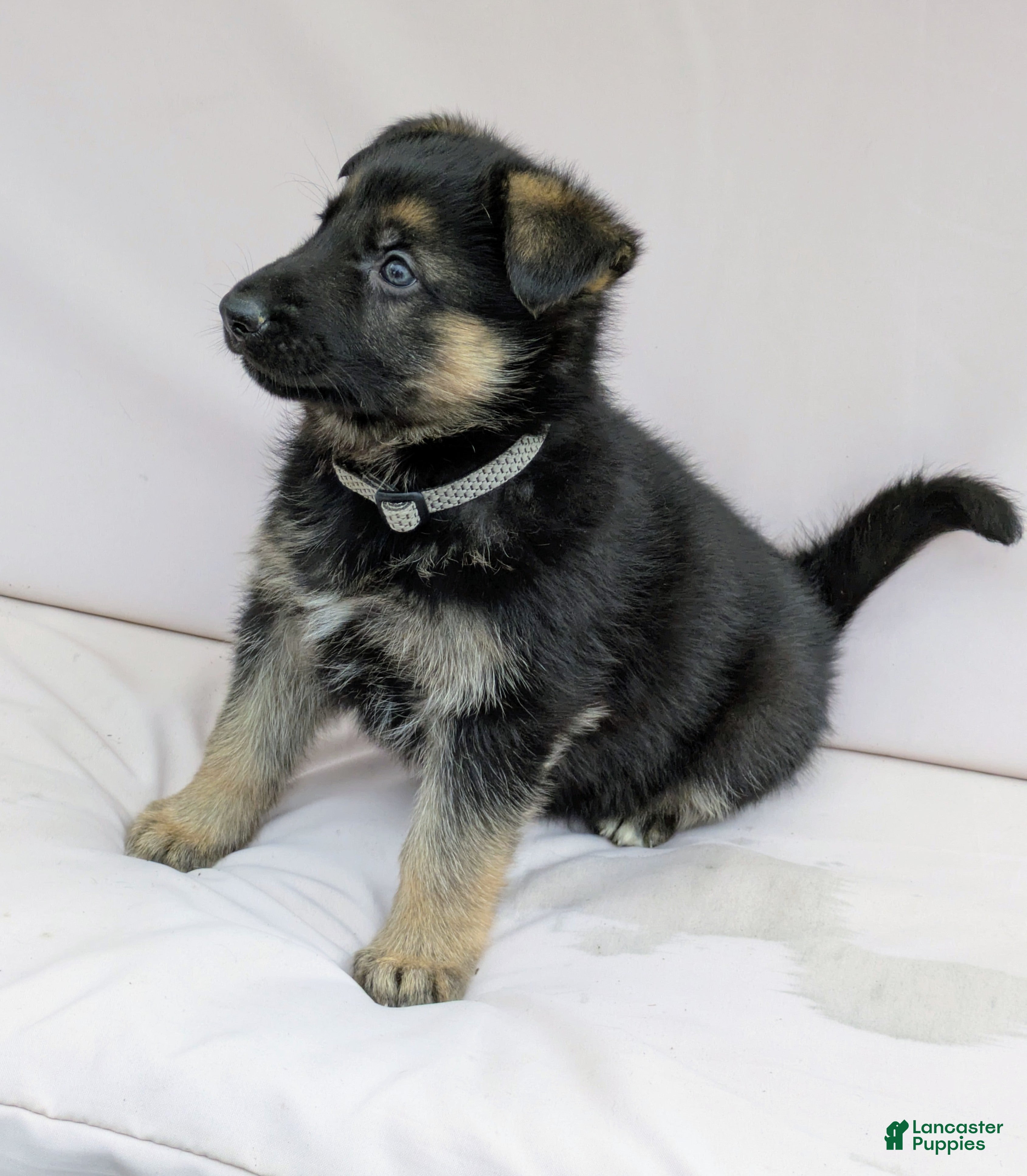 German Shepherd dogs Cody - Ad 25