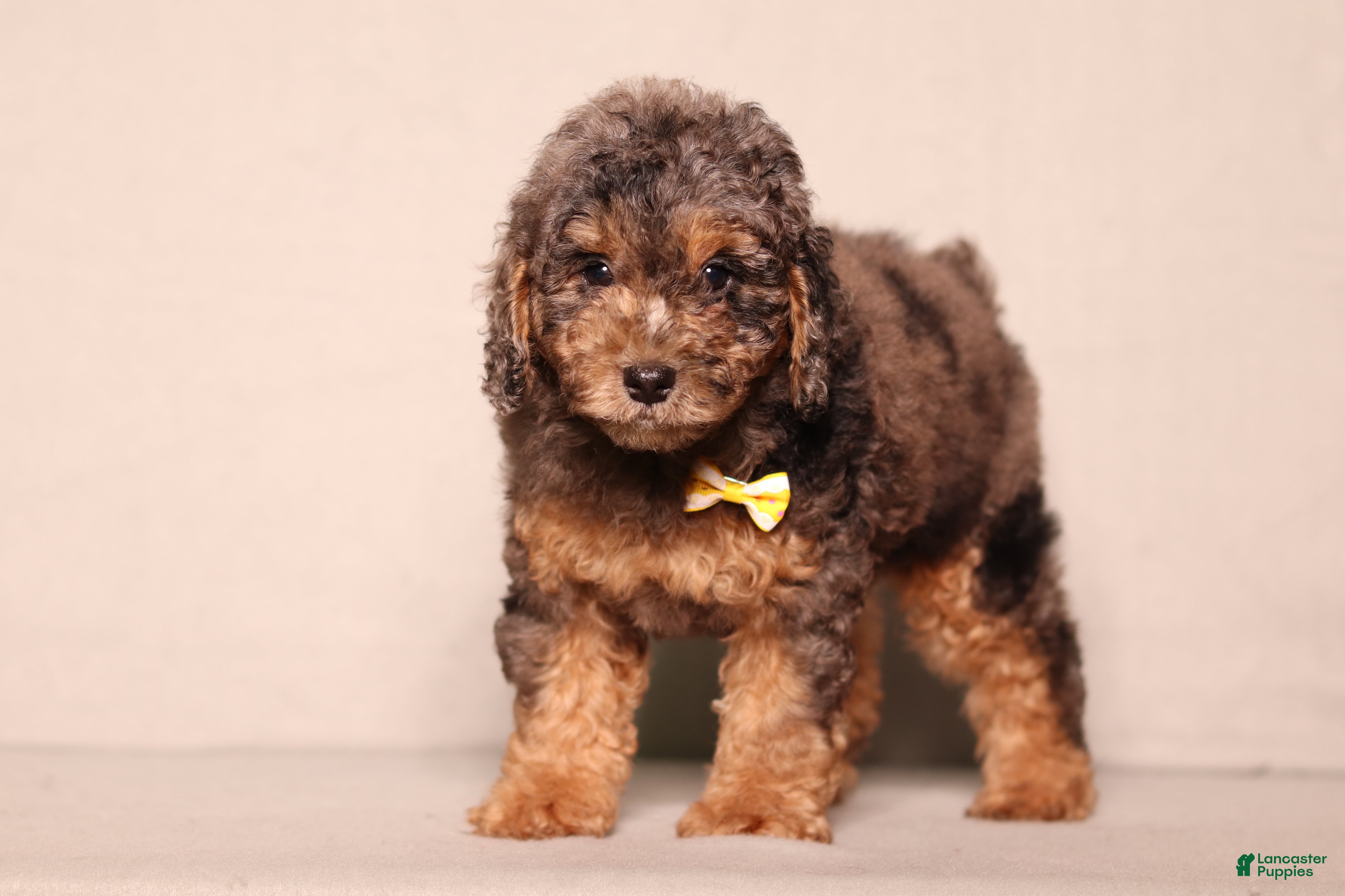 Miniature Poodle dogs Ace - Ad 2