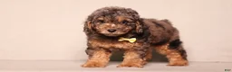 Miniature Poodle dogs for sale: Ace - Ad 2