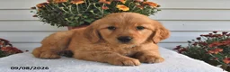 Golden Retriever dogs for sale: Danny - Ad 2