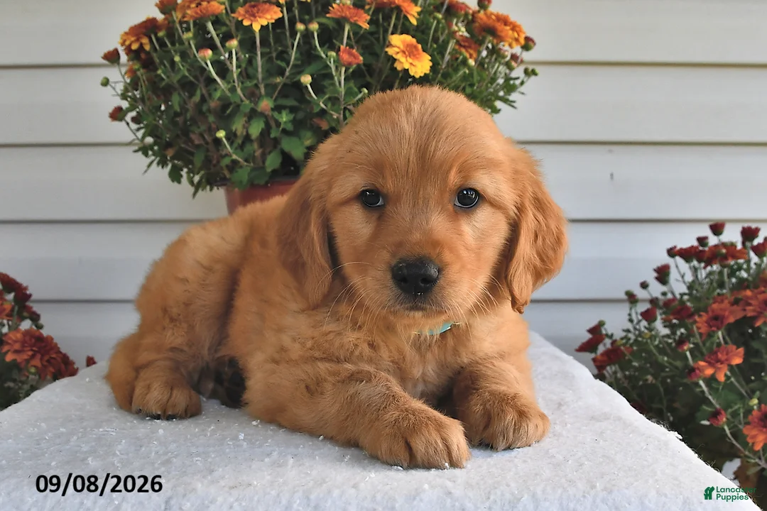 Golden Retriever dogs for sale: Danny - Ad 2