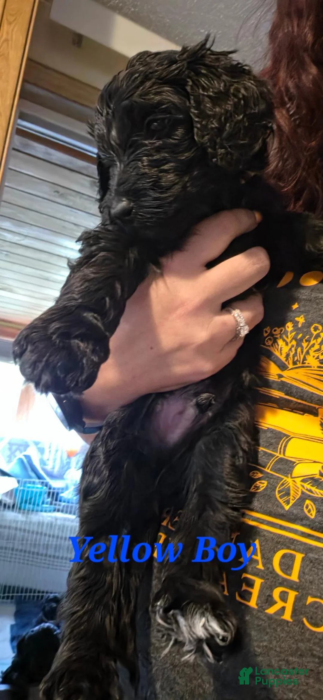 Standard Poodle dogs for sale: Yellow - Ad 1