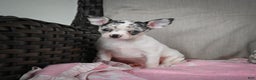Chihuahua dogs for sale: Bella - Ad 3