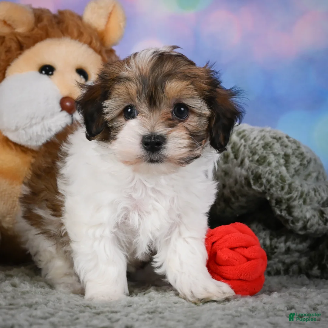 Maltipoo dogs for sale: ROSIE - Ad 1