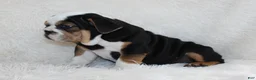 English Bulldog dogs for sale: Mabel - Ad 12