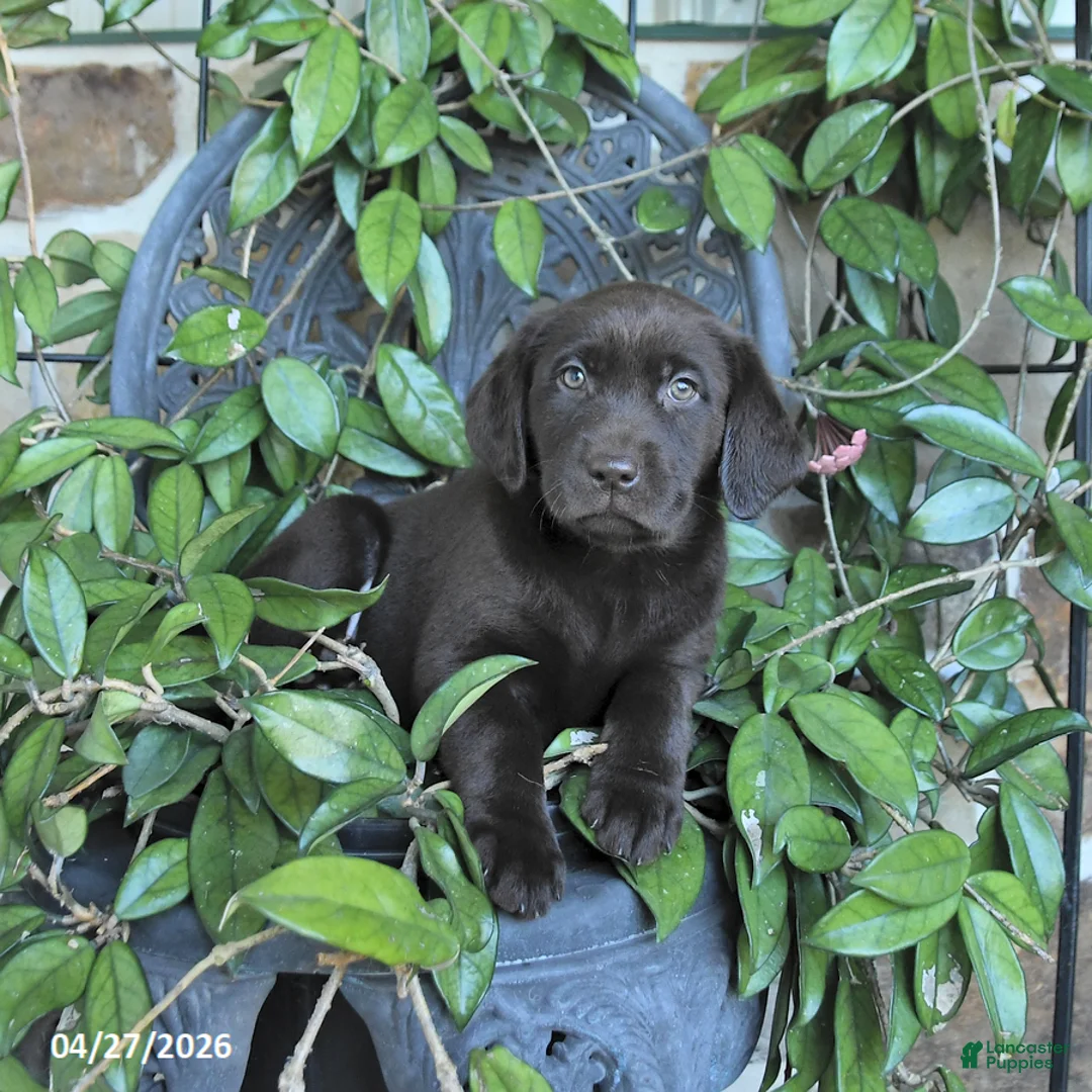 Labrador Retriever dogs for sale: Mocha - Ad 3