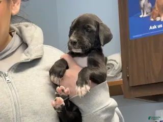 Great Dane dogs Zoey - Ad 12