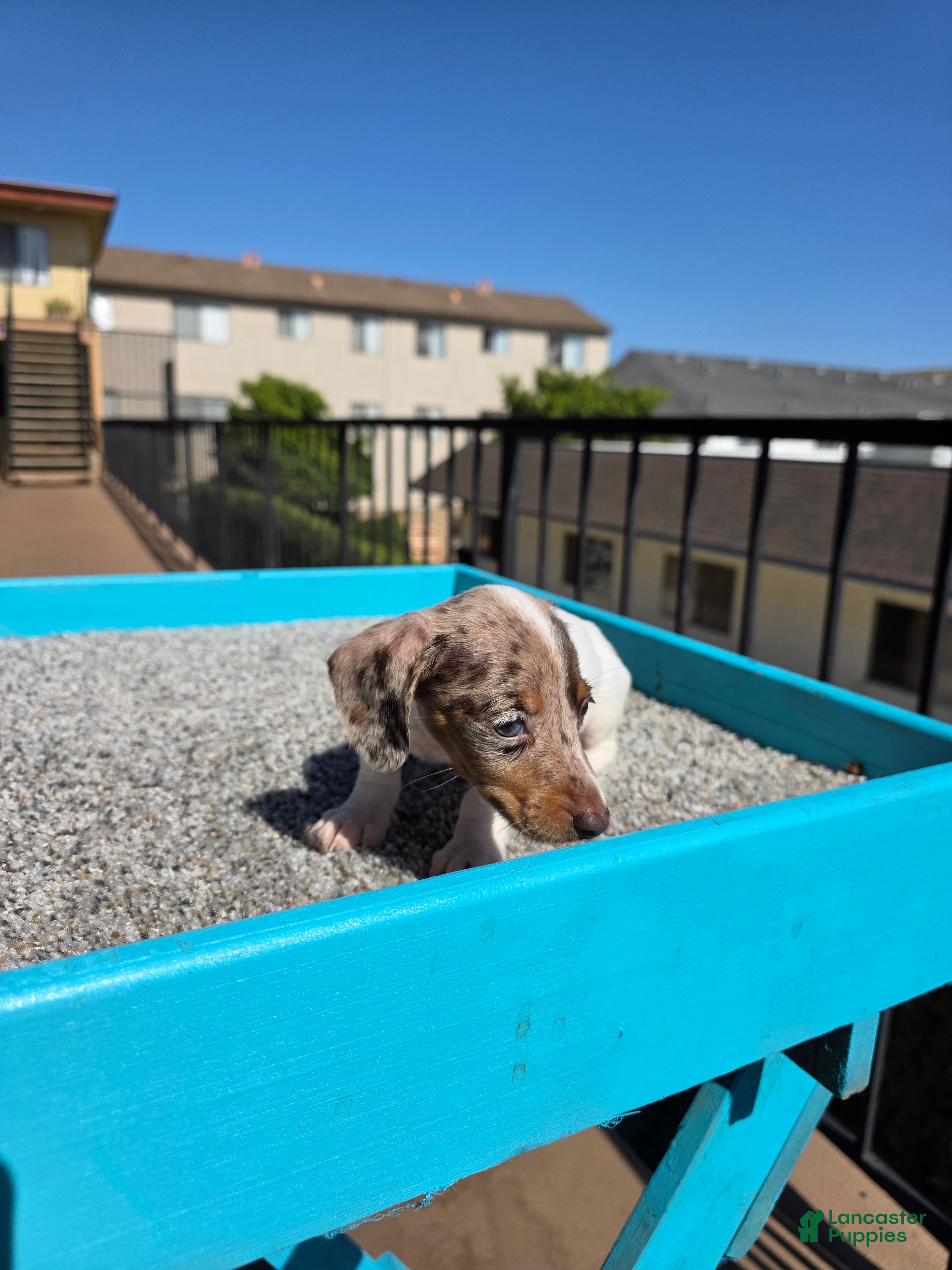 Miniature Dachshund dogs Rosalina - Ad 2