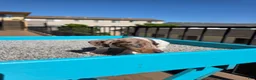 Miniature Dachshund dogs for sale: Rosalina - Ad 2