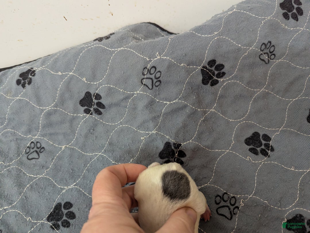 Chihuahua dogs for sale: Ollie - Ad 3