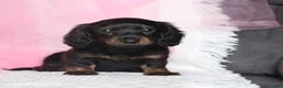 Miniature Dachshund dogs for sale: Tina  - Ad 4