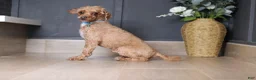 Miniature Poodle dogs for sale: Axcel - Ad 5