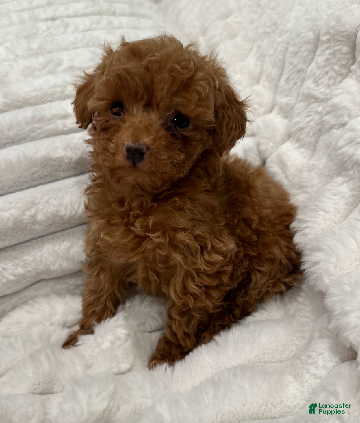Toy Poodle dogs TEENY TINY Tailor- TEACUP AKC GENETICALLY TESTED - Ad 22
