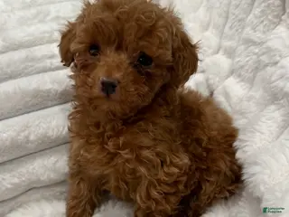 Toy Poodle dogs TEENY TINY Tailor- TEACUP AKC GENETICALLY TESTED - Ad 22