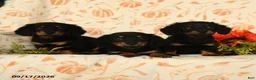 Miniature Dachshund dogs for sale: Puddles - Ad 5