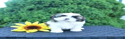Shih Tzu dogs for sale: Mocha - Ad 2
