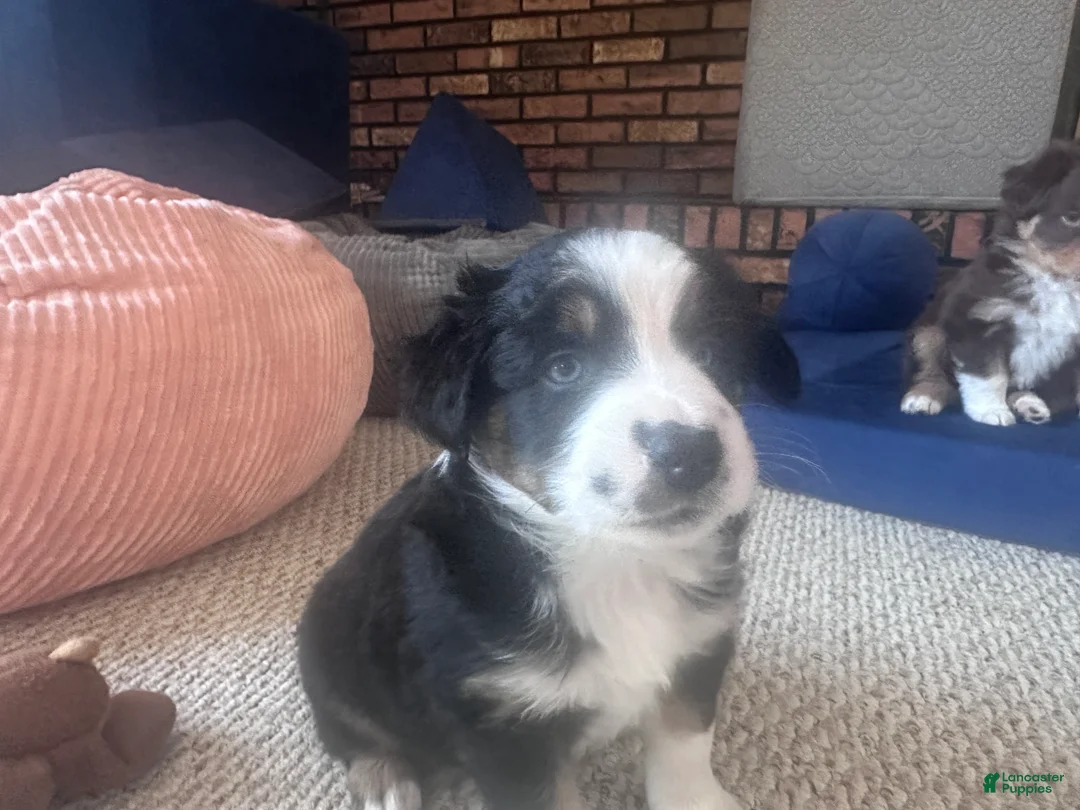 Australian Shepherd dogs for sale: Rocky - Ad 3