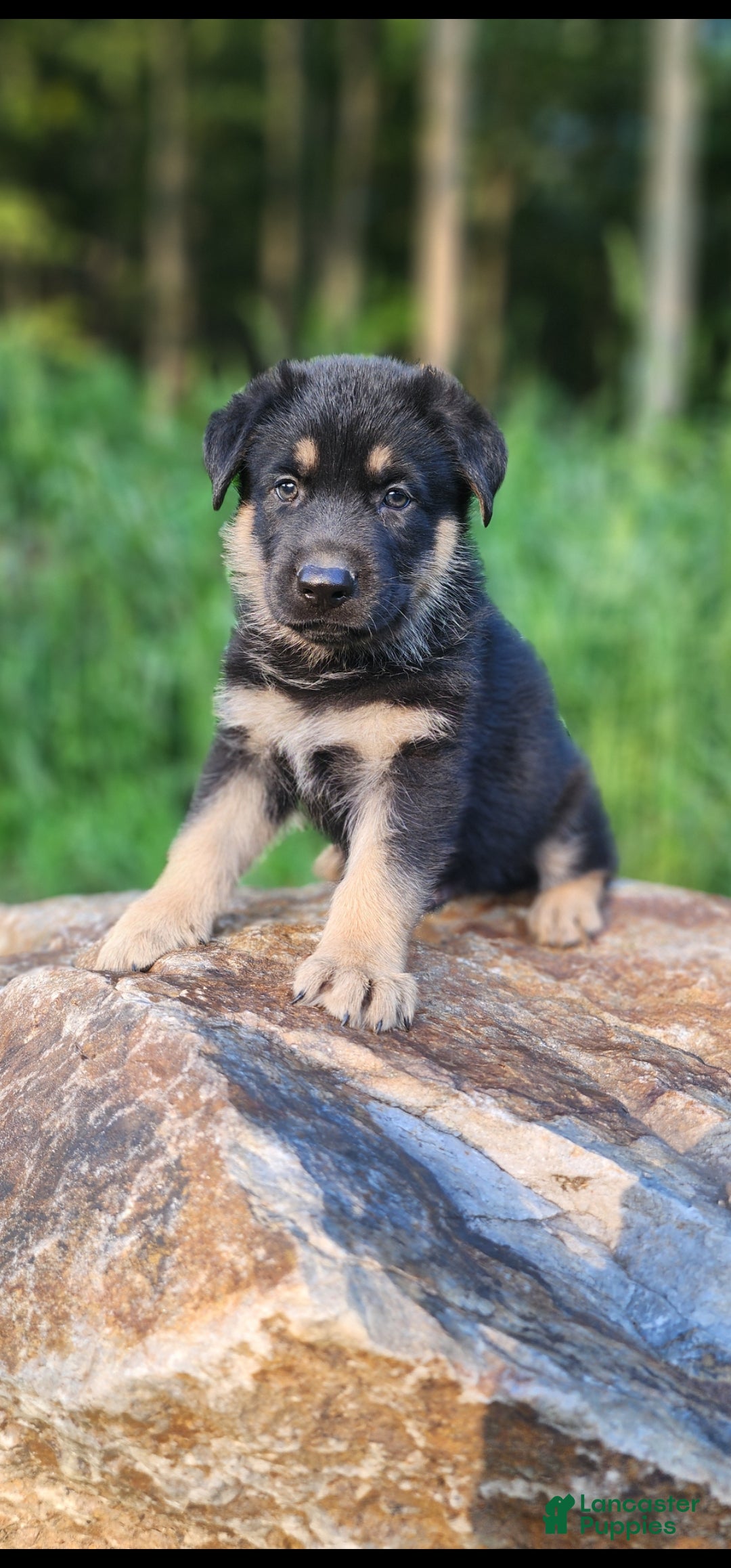 German Shepherd dogs  Thor - Ad 1