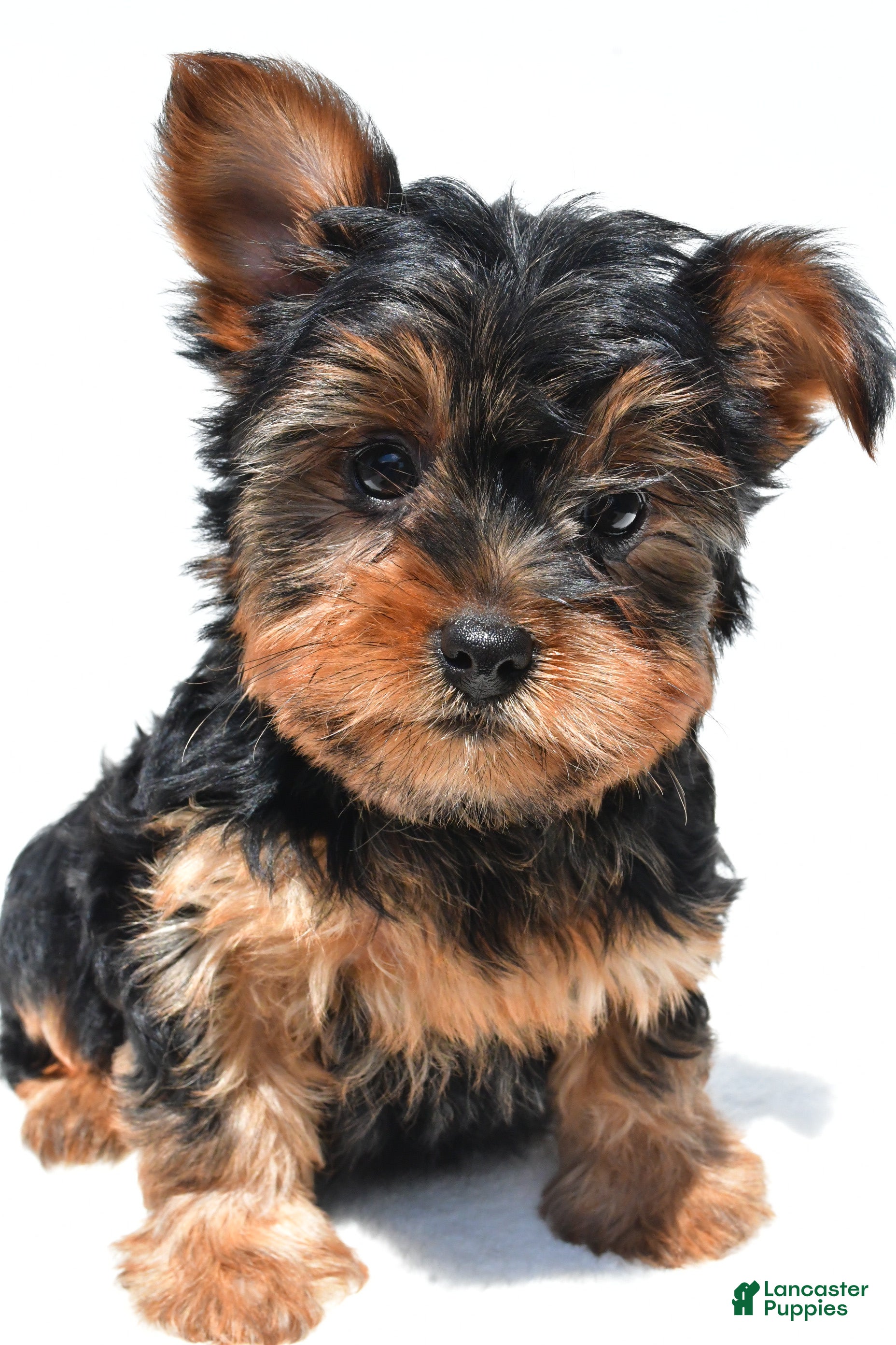 Yorkshire Terrier dogs Jackie - Ad 2