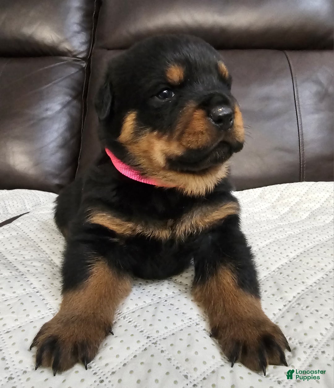 Rottweiler dogs for sale: Rottweiler Puppy 5 Pink Girl  - Ad 2