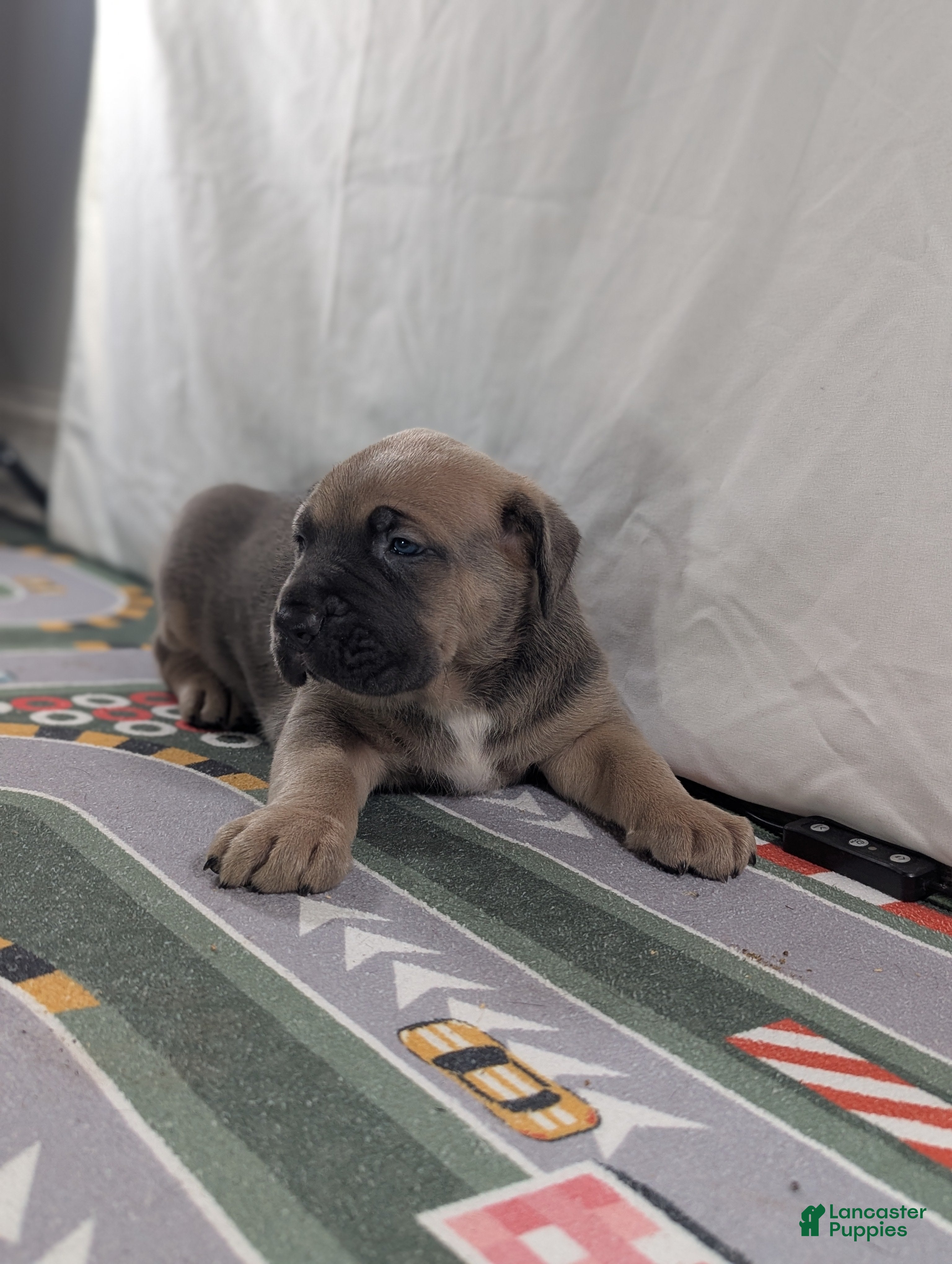 Cane Corso dogs for sale: Pluto  - Ad 8