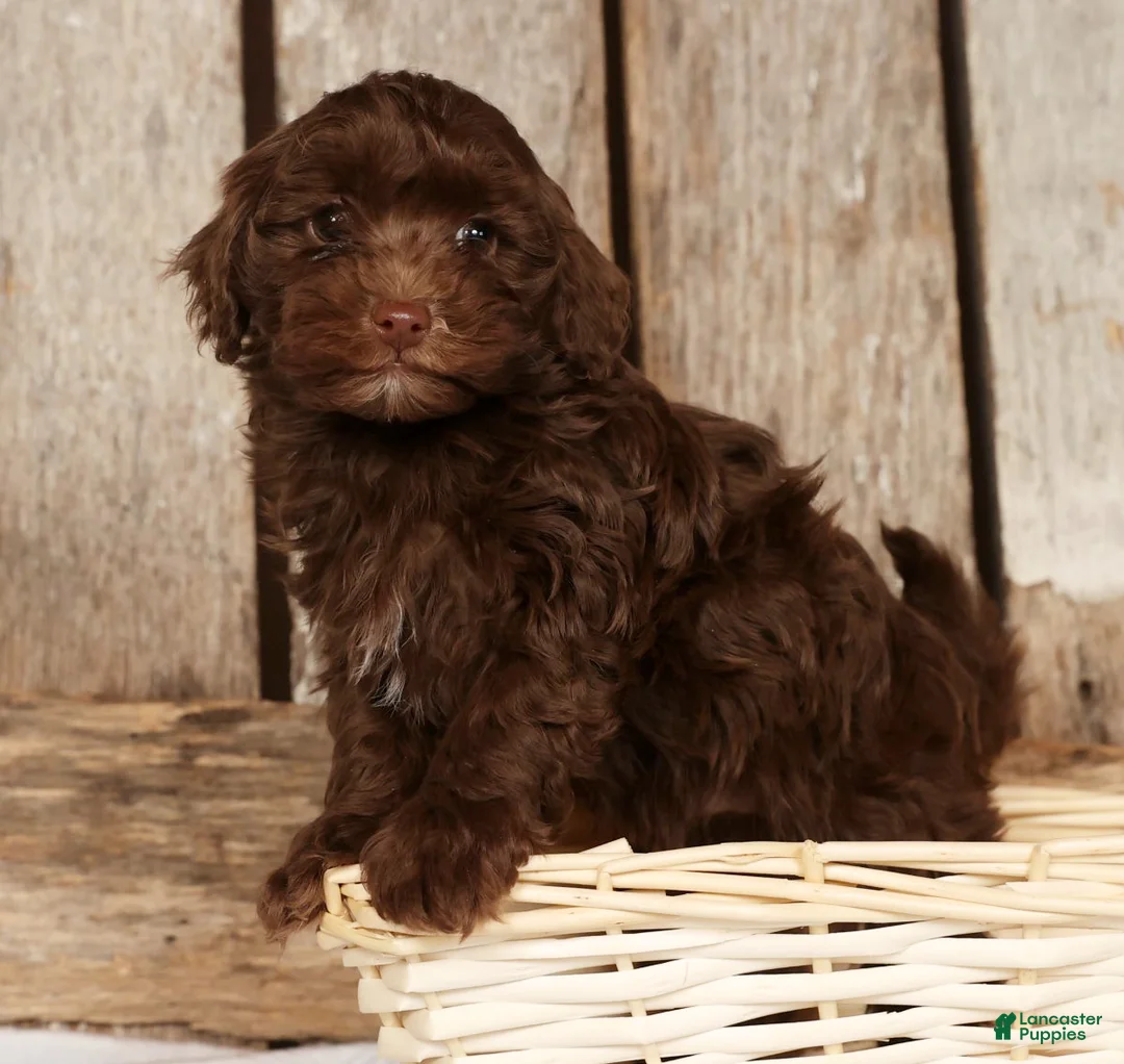 Havapoo dogs for sale: Dozer - Ad 4