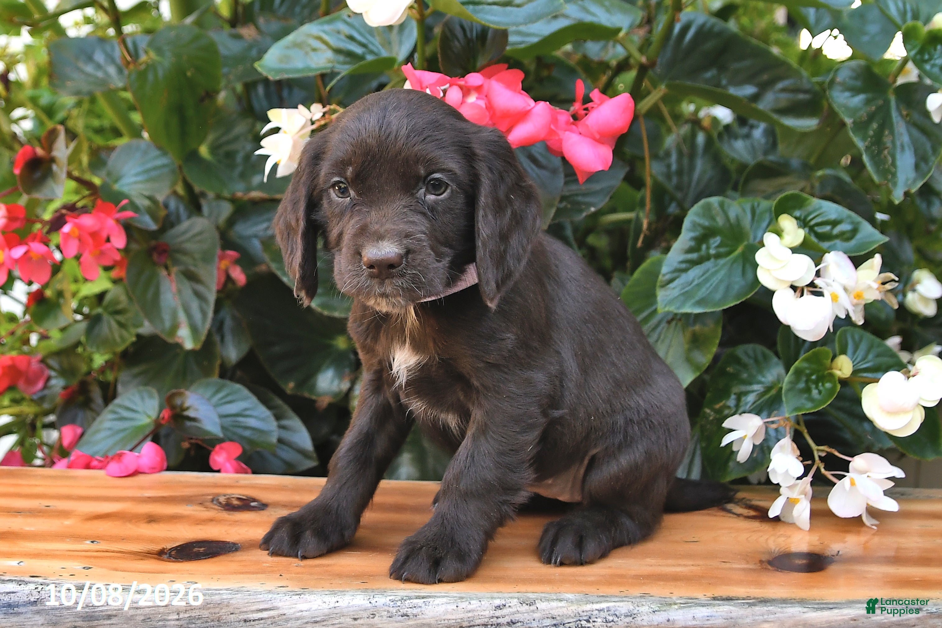 Cocker Spaniel dogs Emily - Ad 2