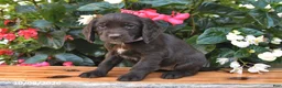 Cocker Spaniel dogs for sale: Emily - Ad 2