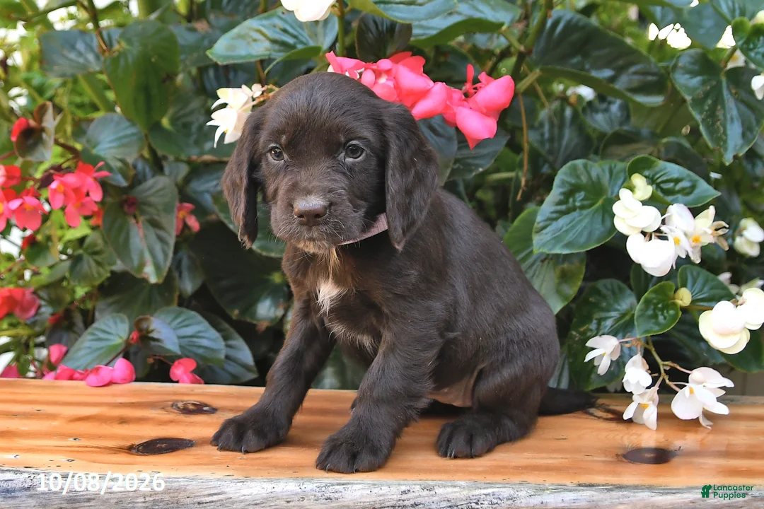 Cocker Spaniel dogs for sale: Emily - Ad 2