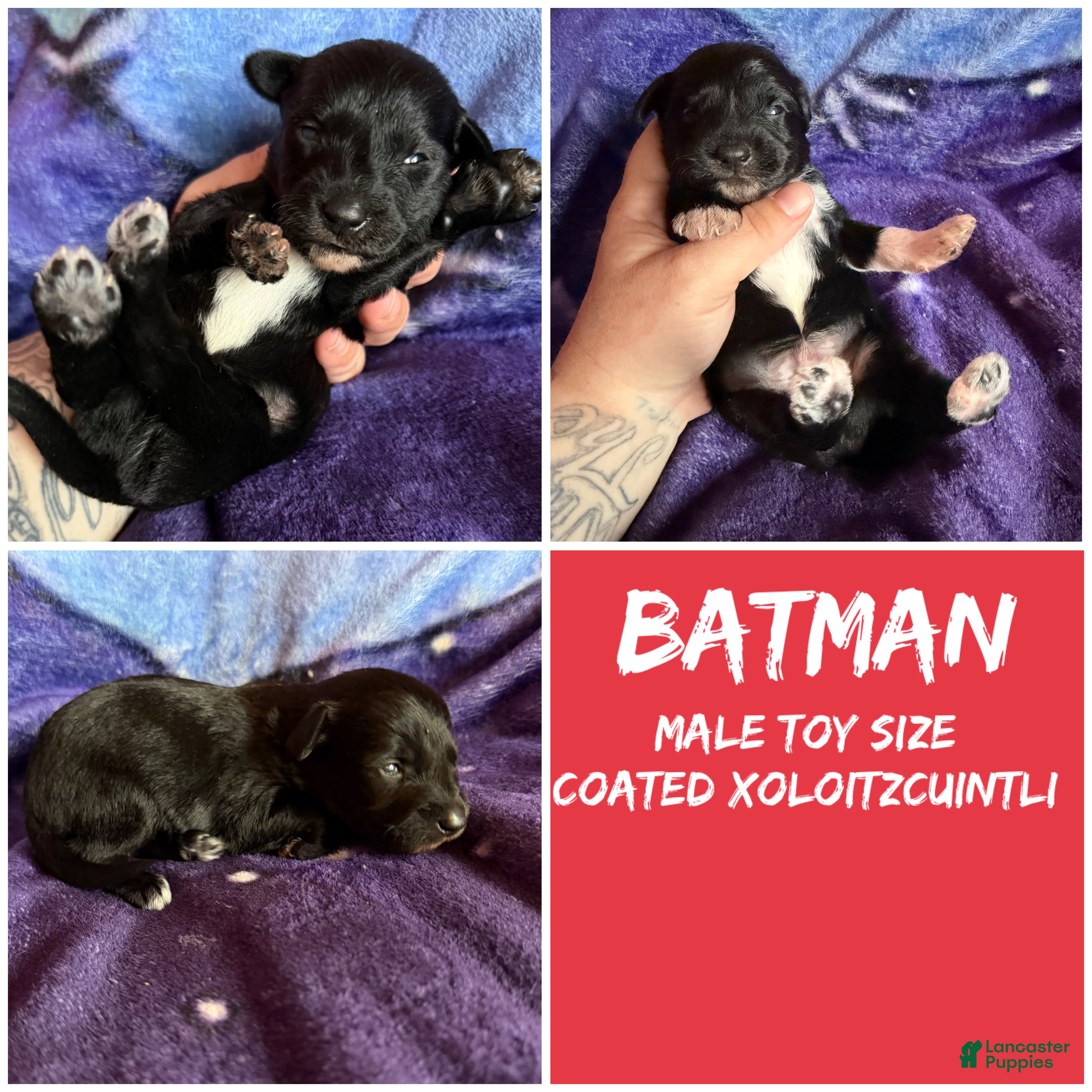 Xoloitzcuintle dogs Batman and Luke cage (two male coated pups separate litter) - Ad 1