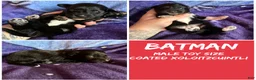 Xoloitzcuintle dogs for sale: Batman and Luke cage (two male coated pups separate litter) - Ad 1