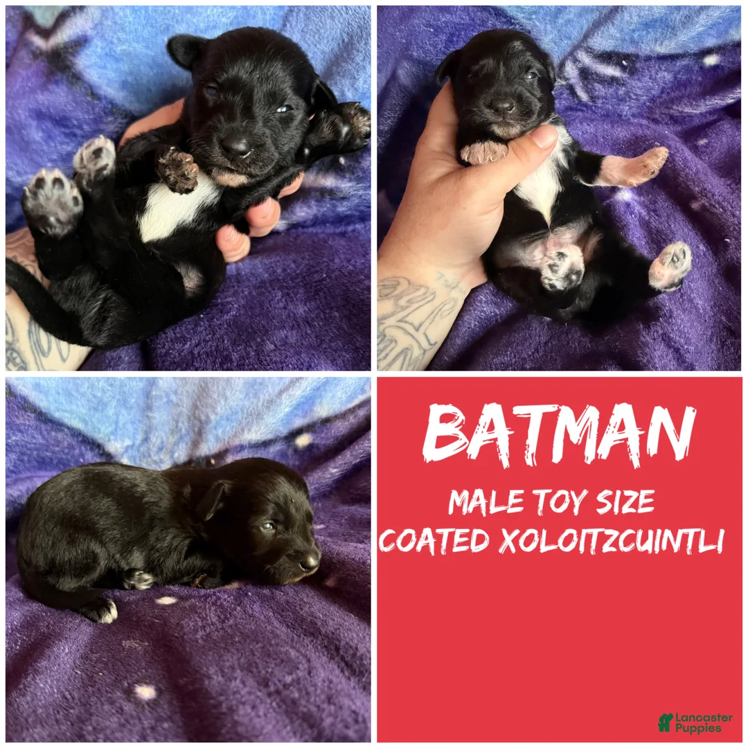 Xoloitzcuintle dogs for sale: Batman and Luke cage (two male coated pups separate litter) - Ad 1