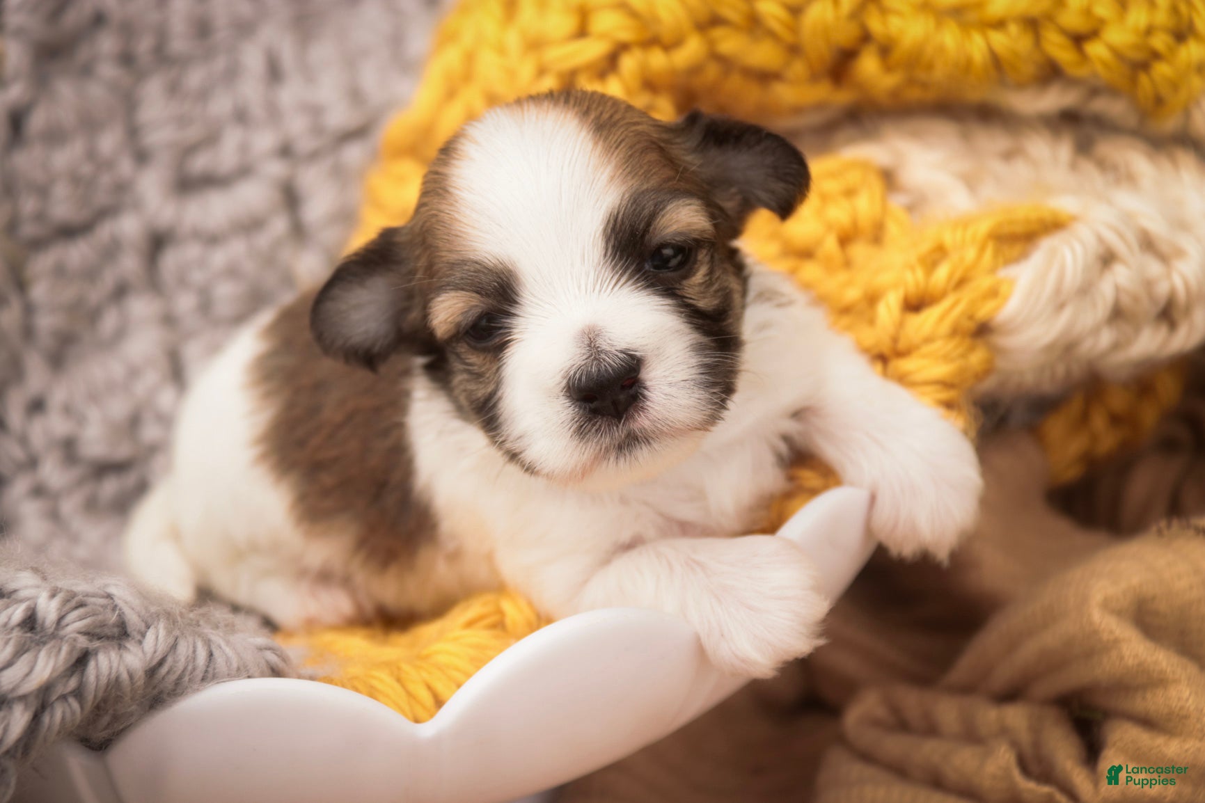 Havanese dogs Penelope Havanese  - Ad 2
