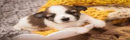 Havanese dogs for sale: Penelope Havanese  - Ad 2