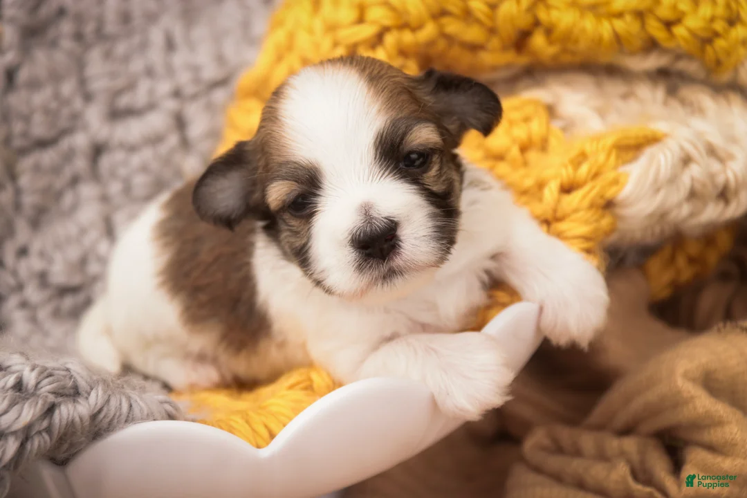 Havanese dogs for sale: Penelope Havanese  - Ad 2