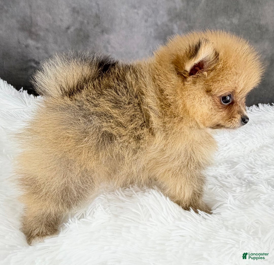 Pomeranian dogs for sale: Pomeranian Puppy 3 - Ad 6