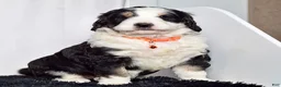 Bernedoodle dogs for sale: Mr. Sammy - Ad 3