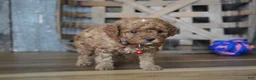 Cavapoo dogs for sale: Cupcake - Ad 6