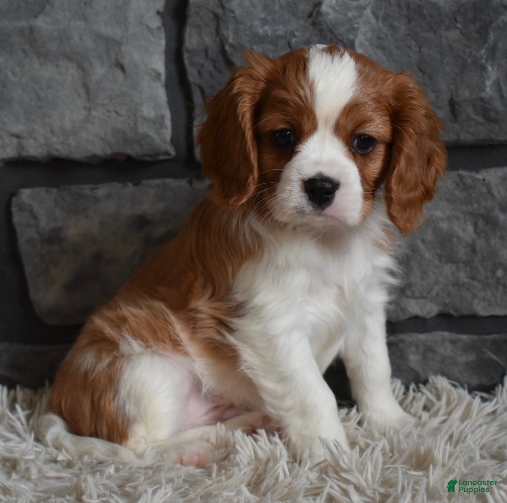 Cavalier King Charles Spaniel dogs Rocky - Ad 3
