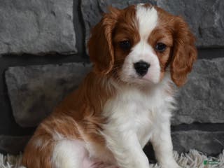Cavalier King Charles Spaniel dogs Rocky - Ad 3