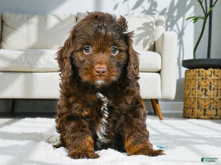 Cockapoo dogs callie - Ad 11