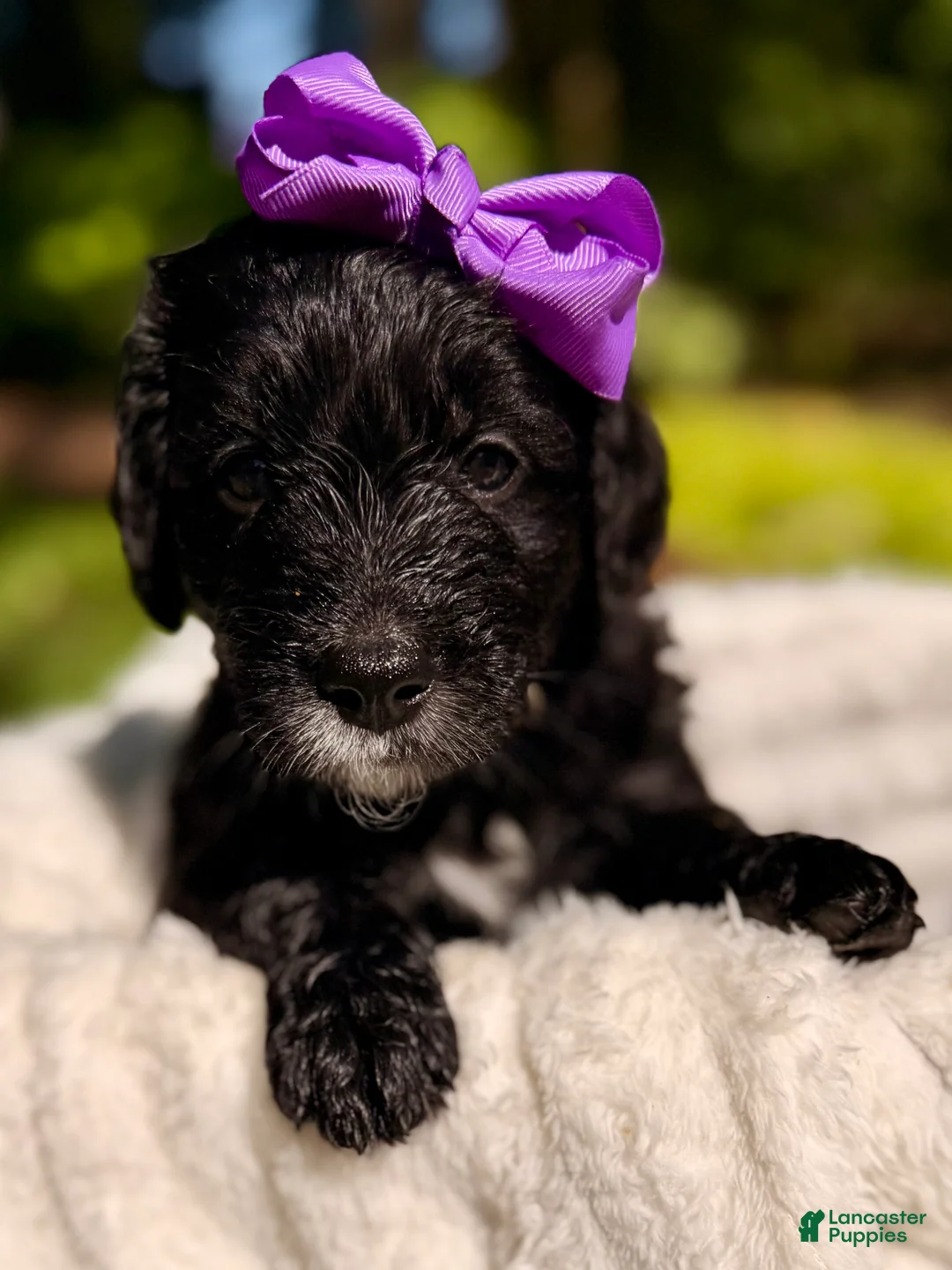 Bernedoodle dogs for sale: Purple Violet - Ad 2