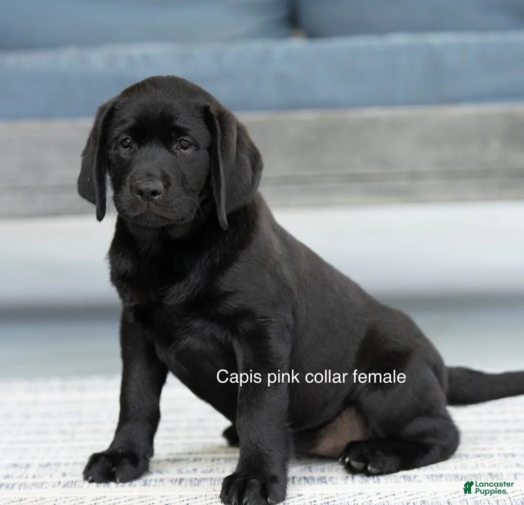 Labrador Retriever dogs for sale: Pink Collar female  - Ad 1