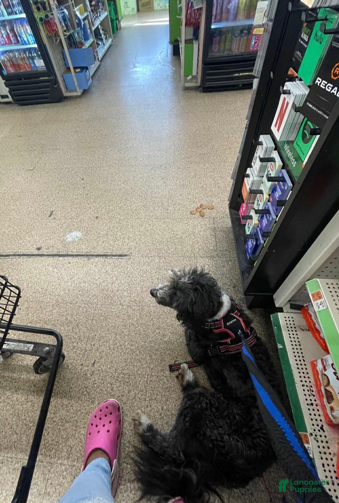 Aussiedoodle dogs for sale: Andera  Anna - Ad 10