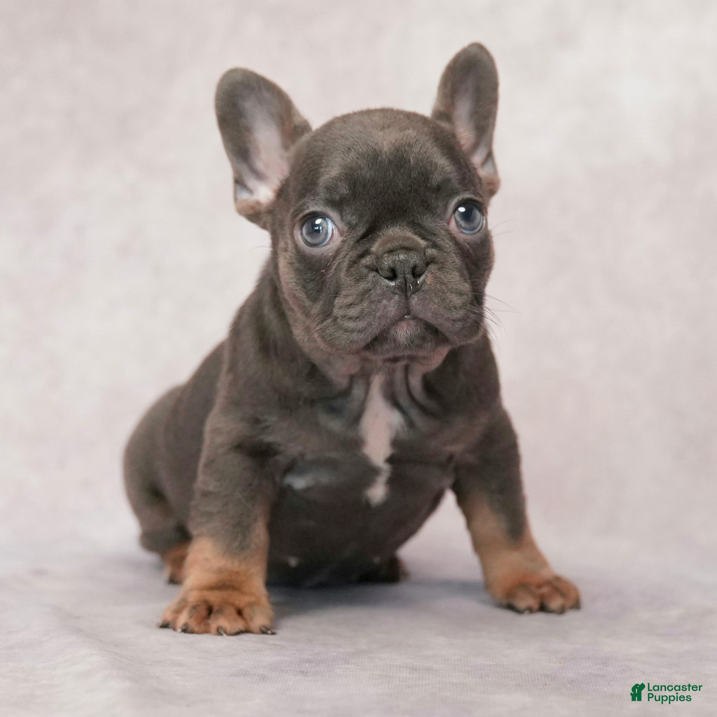 French Bulldog dogs Misty - Ad 2