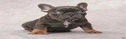 French Bulldog dogs for sale: Misty - Ad 2