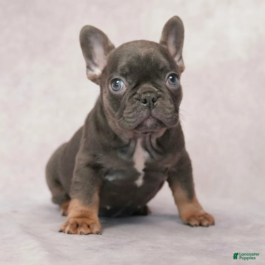 French Bulldog dogs for sale: Misty - Ad 2